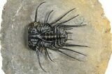 Insane Dicranurus Trilobite - Flying Preparation #362815-3